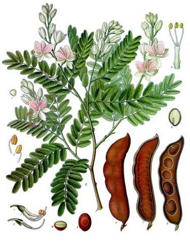 Tamarind (es-ES)